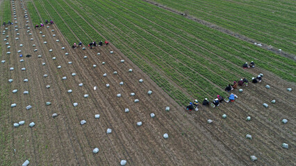 Poster - farmers harvest coriander in fields in North China