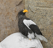 Steller Sea Eagle (Haliaeetus Pelagicus), Large Diurnal Bird Of Prey In Family Accipitridae