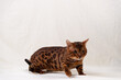 Bengal cat lies on fabric background