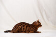 Bengal cat lies on fabric background