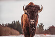 © Anna - a frontal portrait of a bison against a forest background