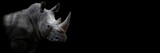 Fototapeta Sawanna - Rhino with a black background