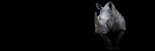 Rhino With A Black Background