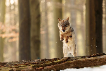 Wall Mural - male Eurasian wolf (Canis lupus lupus) in a jump over a fallen tree in a winter forest