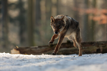 Wall Mural - male Eurasian wolf (Canis lupus lupus) running fast through the forest with snow