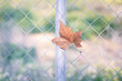 Dry Leaf. Close up of a dry maple leaf moved by the wind on a metal fence.