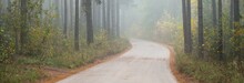 Winding Rural Road (pathway) Through The Evergreen Forest In A Fog At Sunrise. Ancient Pine Trees, Green And Golden Plants, Close-up. Ecology, Autumn, Ecotourism, Environmental Conservation, Nature