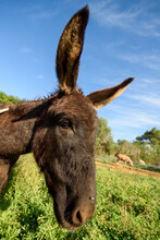 Brown Donkey With Long Ears In Pasture In Farmland