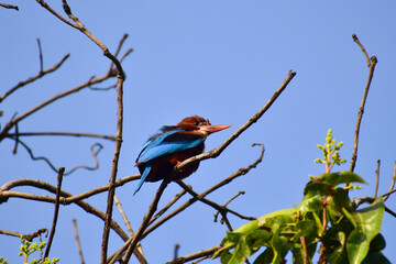 Sticker - The white-throated kingfisher also known as the white-breasted kingfisher is a tree kingfisher sitting on a branch