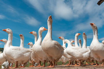 Farm animals in the countryside