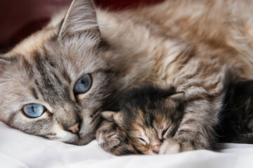 Mother cat and her newborn kitten close-up 