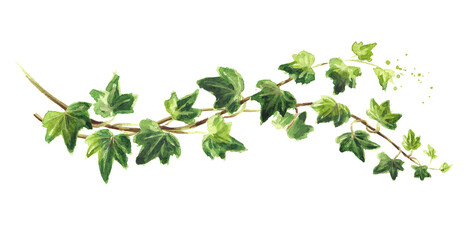 Ivy branch with green leaves. Hand drawn watercolor illustration, isolated on white background
