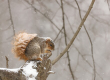 Fox Squirrel Eating A Nut From A Perch In A Tree As Snow Comes Down Around It. 