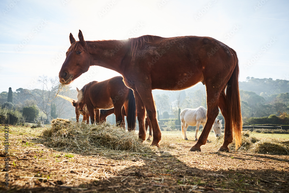 Few wild horses grazing in a field at early morning, eating grass, horse looking in the camera, white and brown horses, steam from the nostrils, backlight, slope with trees on background, sun glare