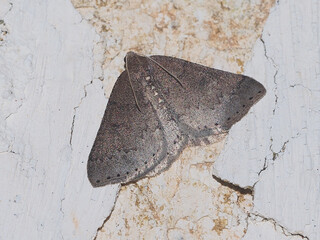 Wall Mural - Sloe Carpet (Aleucis distinctata)