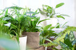 House plants in a stylish interior of a room at home in pots. The concept of home gardening. Cozy decor for a home with a home jungle. Green garden