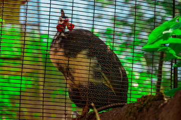 Poster - A close-up shot of a Helmeted Guinea Fowl sitting in the back of a metallic net.