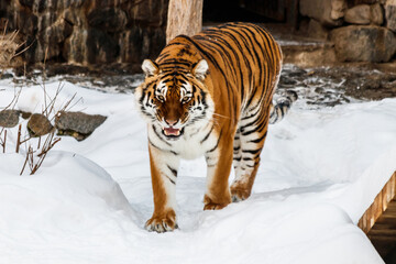 Wall Mural - beautiful panthera tigris on a snowy road