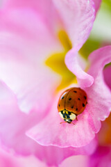 Wall Mural - red ladybug on primrose summer flower, ladybird creeps on leaf of plant in spring garden