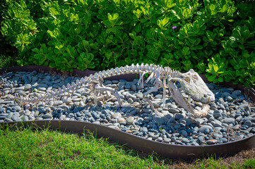 Sticker - A photo of an alligator skeleton on pebbles in Honolulu Zoo