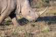 A closeup shot of a white rhino in a reserve in Kapama, South African