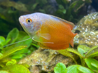 Male red dwarf gouramis , Colisa Lalia, in front of stones and plants