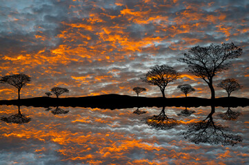 Wall Mural - silhouette tree and mountain in africa with sunset.tree silhouetted against a setting sun reflection