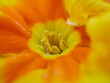 Blütenstempel an oranger Blume