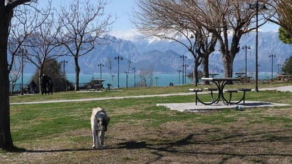 Wall Mural - dog in park in touristic cliff city antalya in mediterranean turkey coastline by the mediterranean sea with mountains	