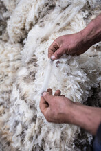 Wool Grader Inpsecting Wool Quality