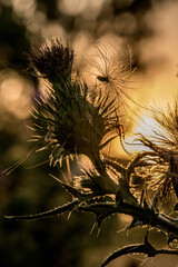 Canvas Print - thistle at sunset