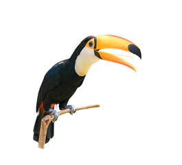 Wall Mural - Toucan bird on a branch isolated on white