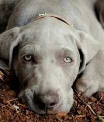 Canvas Print - close up of a dog sleeping