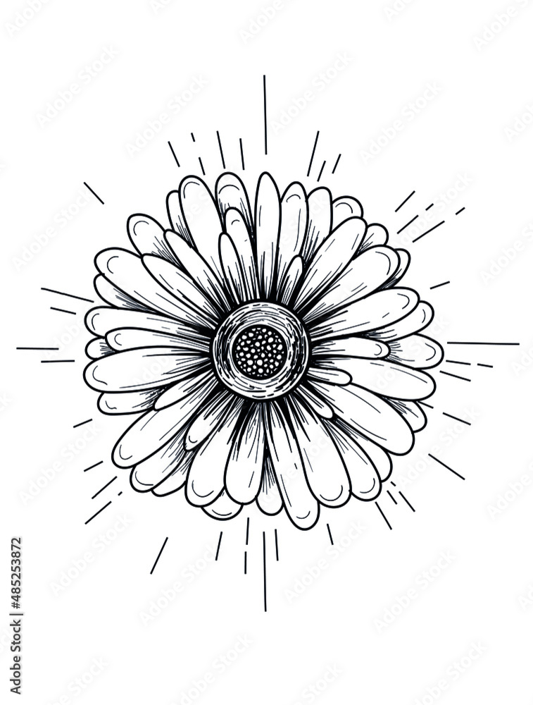 Vector graphic illustration of gerber flower, black outline style Stock ...