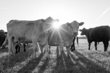 A Grayscale Shot Of Some Cows In A Field In The Background Of Sunset.