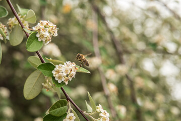 Canvas Print - bee on a flower