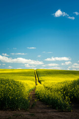 Poster - rapeseed field and blue sky