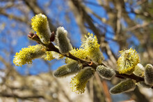 Pussy Willow At Spring