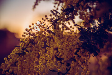 Wall Mural - Wattle at sunset