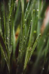 Wall Mural - dew on grass