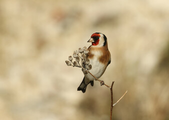 Wall Mural - a beautiful goldfinch, carduelis carduelis, feeding on the seeds of a wild plant.