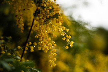 Canvas Print - yellow flowers on the tree