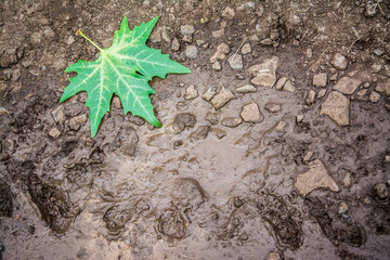 Wall Mural - leaf on the ground