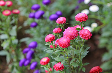 Wall Mural - chrysanthemum flowers in the autumn garden.