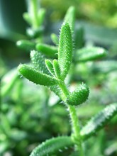 Rare Succulent Plant Delosperma Echinatum Pickles Plant ,Medusa's Head ,ice Plant ,green Tones ,evergreen ,leaves 