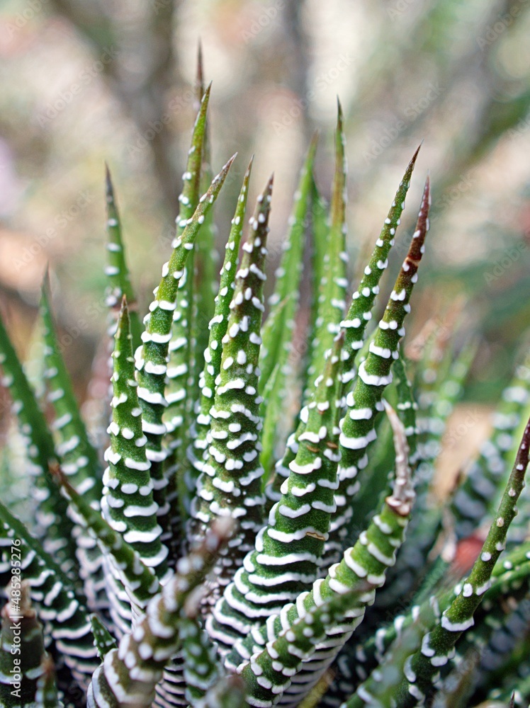 aloe vera selbstbräuner Gentle tanning drops with moisturizing aloe vera I Hej Organic main image 0