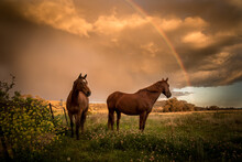 Horse In The Field With Rainbow