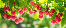 Branch Of Ripe Raspberries In A Garden