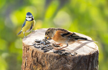 Little Birds Perching On A Bird Feeder With Sunflower Seeds. Blue Tit And Brambling Finch