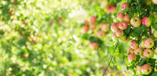 Branch Of Ripe Red Apples On A Tree In A Garden